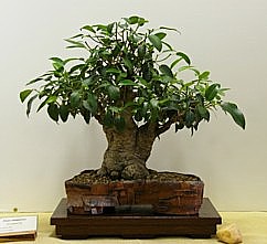 photo of bonsai - click to enlarge