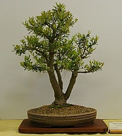 photo of bonsai - click to enlarge