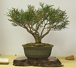 photo of bonsai - click to enlarge