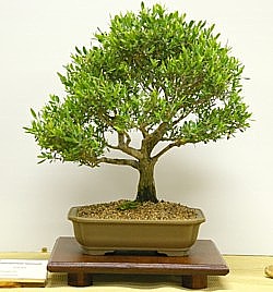 photo of bonsai - click to enlarge