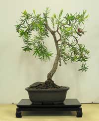 photo of bonsai - click to enlarge