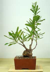 photo of bonsai - click to enlarge