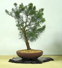 photo of bonsai - click to enlarge