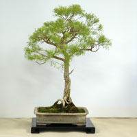 photo of bonsai - click to enlarge