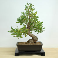 photo of bonsai - click to enlarge