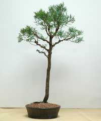 photo of bonsai - click to enlarge