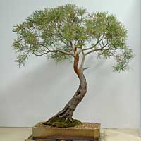 photo of bonsai - click to enlarge