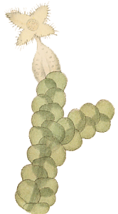 Frullania dilatata : Hahn illustration