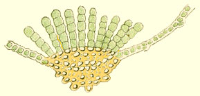 Oligotrichum