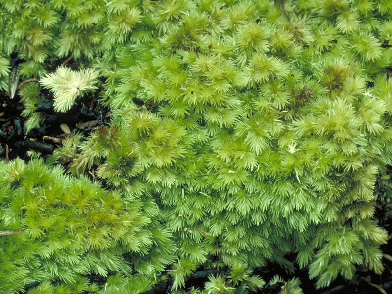 Leucobryum subchlorophyllosum