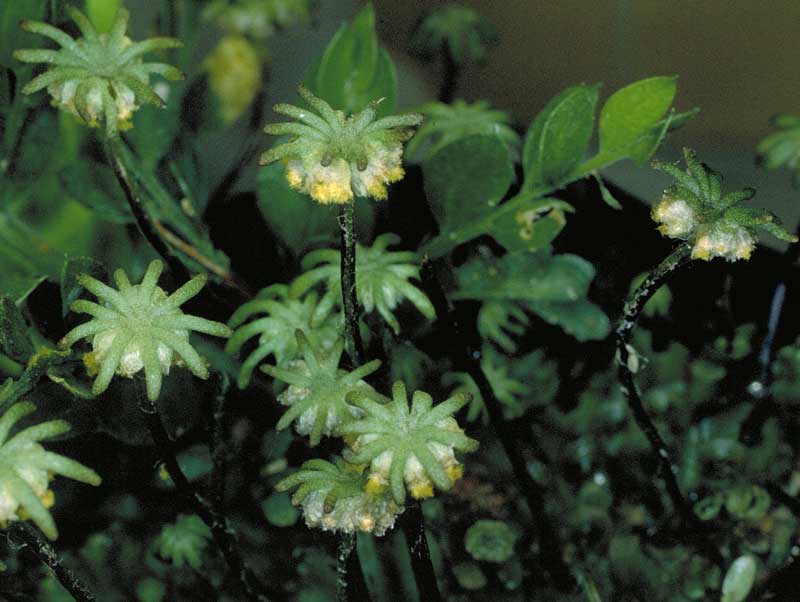 Marchantia sp.