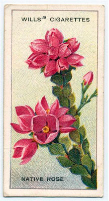 cigarette card front