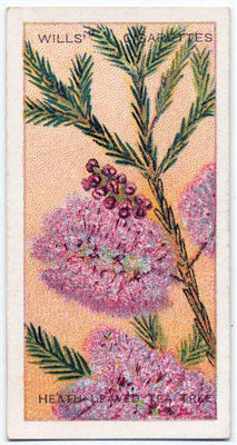 cigarette card front