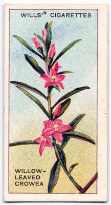 cigarette card front