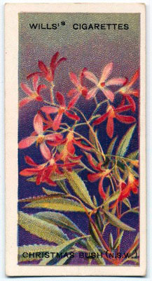 cigarette card front