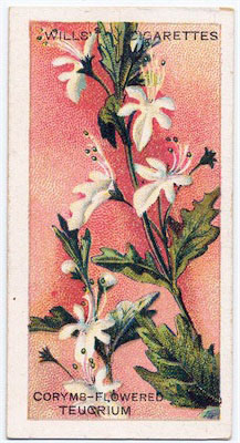 cigarette card front