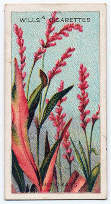 cigarette card front