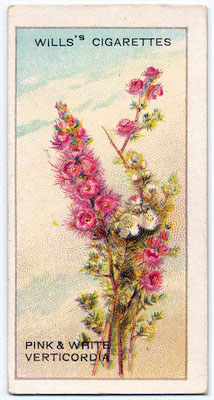 cigarette card front