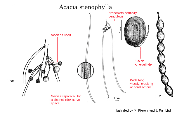 line drawing ex Maslin 2001