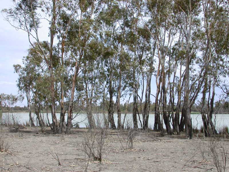 Eucalyptus camaldulensis