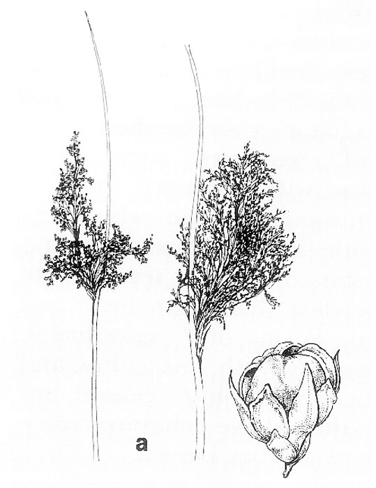 Juncus ingens illustration