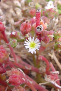 Mesembryanthemum nodiflorum