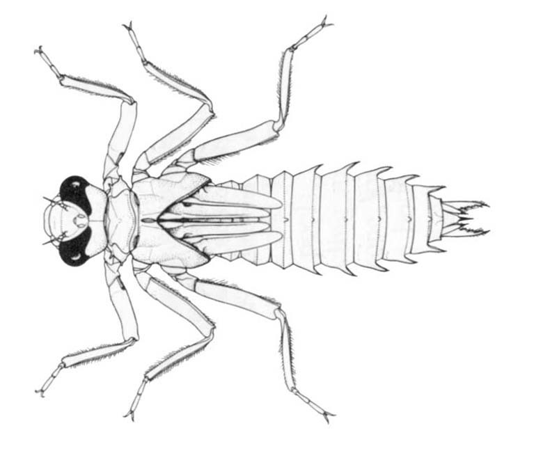 Notoaeschna sagittata