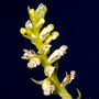 Octarrhena pusilla