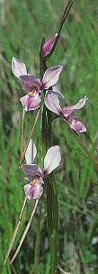 Saving Australia's Rare Plants