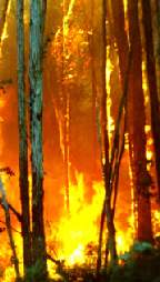 Towards Better Fire Management