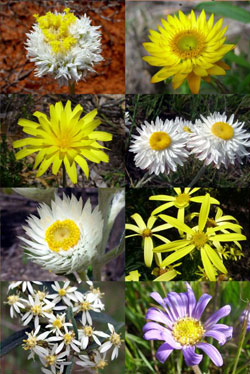 Leucochrysum albicans