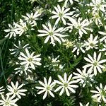 Stellaria pungens