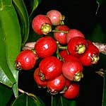 Syzygium tierneyanum