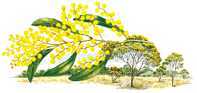 Acacia pycnantha