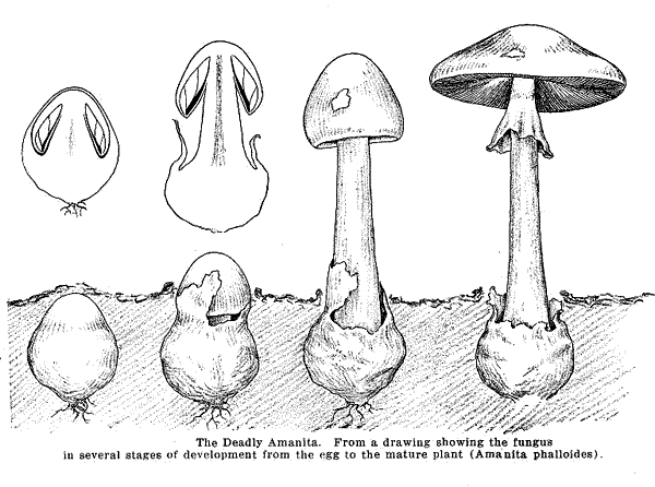 illust: Amanita phalloides development