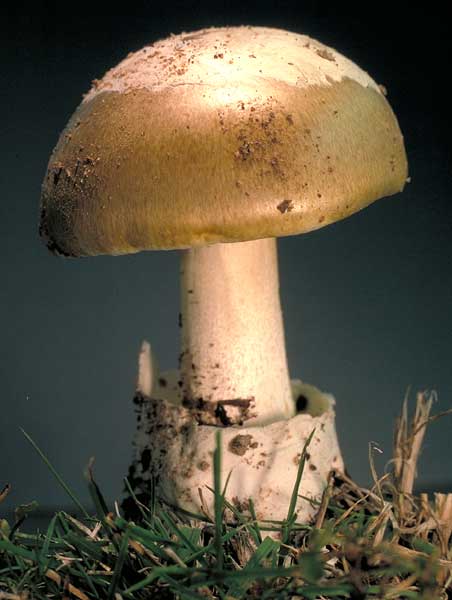 Amanita phalloides 