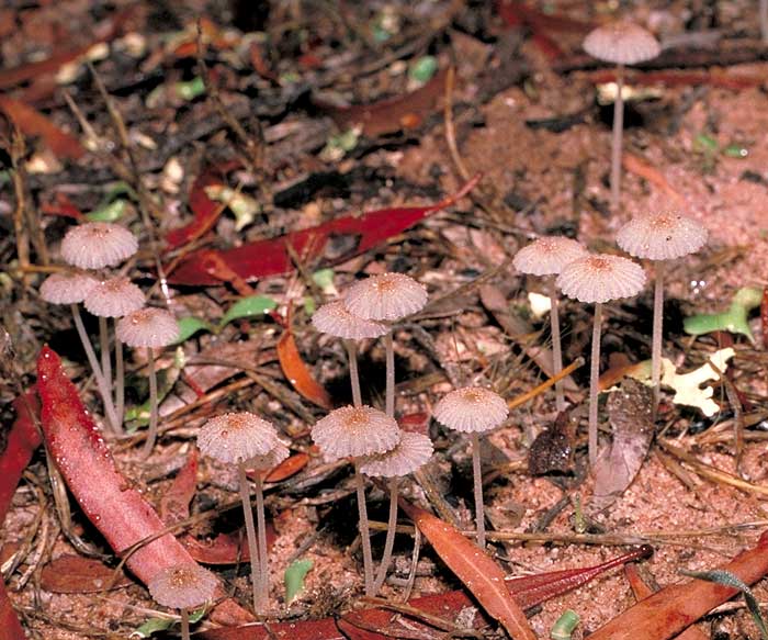 Coprinus plicatilis