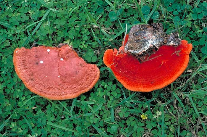 Pycnoporus coccineus