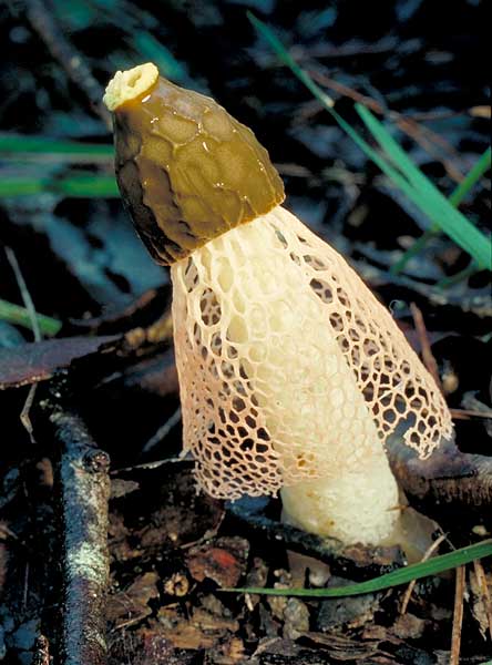 Dictyophora multicolor 