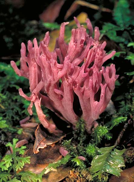 Clavaria zollingeri