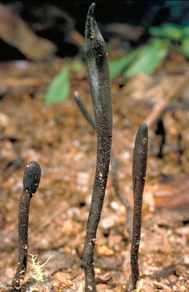 photo: Geoglossum sp.