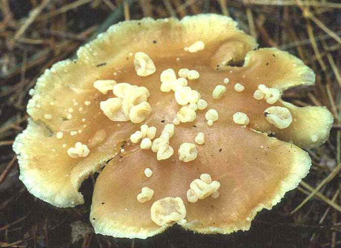 photo: Syzygospora mycetophila