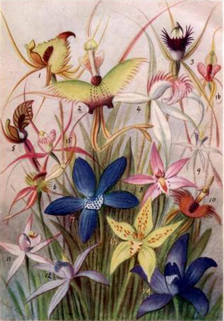 Caladenia by Pelloe