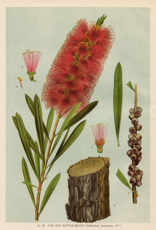 illustration: Callistemon citrinus