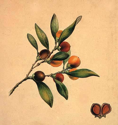 Diospyros australis painting