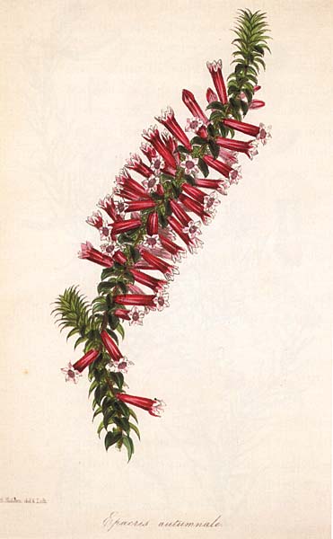 epacris-autumnale.jpg