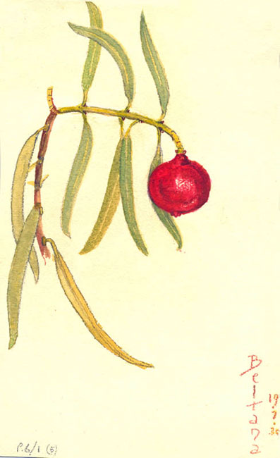 illustration: Thysanotus juncifolius