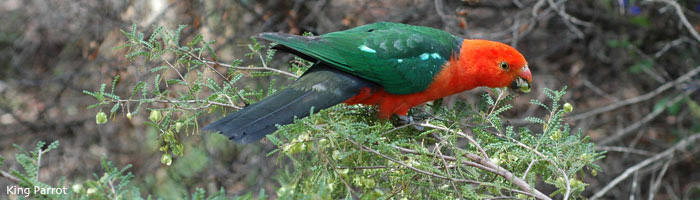 King Parrot