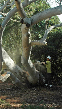 tree pruning