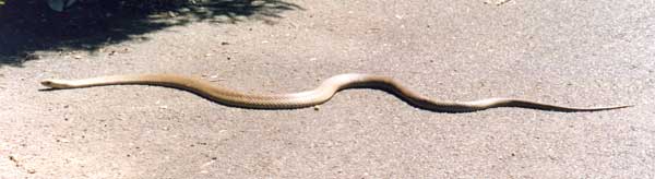 Brown Snake, photo: Donna Douglass